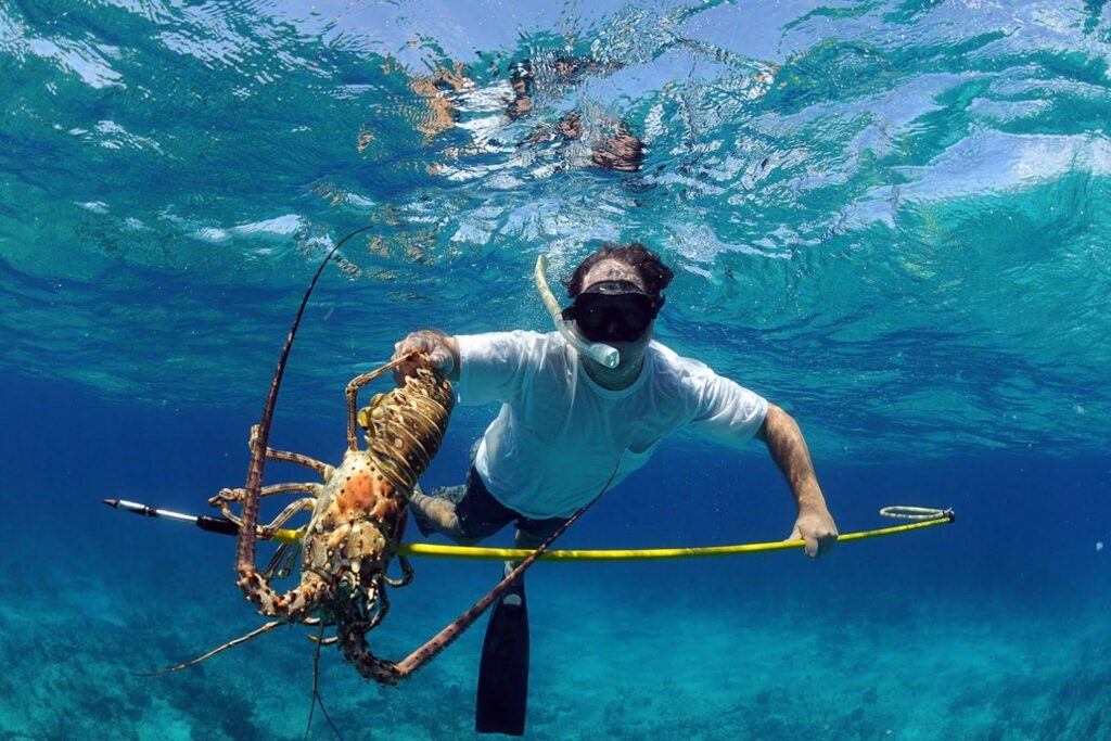 A snorkeler underwater holds a large spiny lobster in one hand and a pole spear in the other, with clear blue water and the ocean floor visible beneath him.
