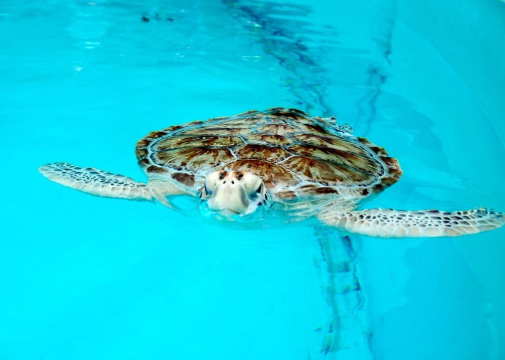 A sea turtle swims near the surface of clear blue water in a pool, with its front flippers extended outward and its head partially above water.