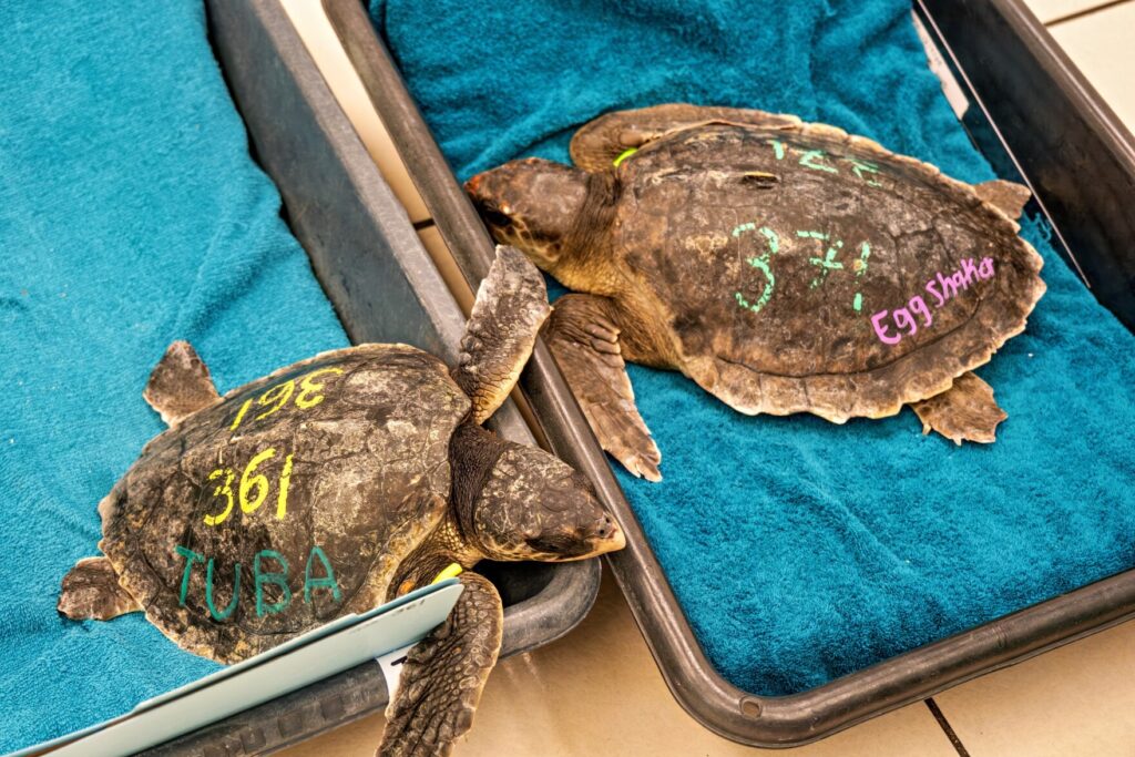 Two sea turtles rest on blue towels, each with numbers and words written on their shells in colorful chalk, possibly for identification or medical care in a rescue or rehabilitation setting.